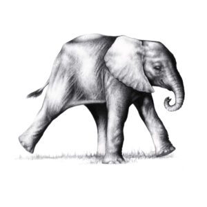 Elephant Walk I