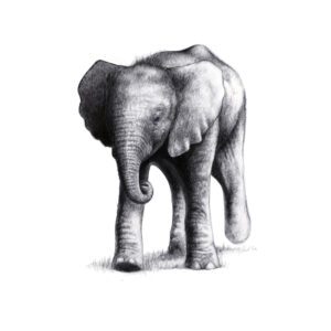 Elephant Walk II