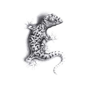 Gecko (Latin)